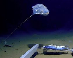 Հնդկական օվկիանոսի խորքերում արտասովոր մեդուզա է նկատվել