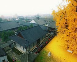 Ոսկեգույն տփրևներվ ծառը։