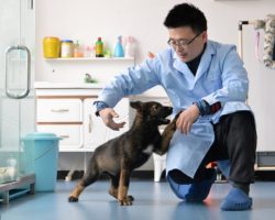 Չինաստանում սկսել են վարժեցնել առաջին կլոնավորված ոստիկանական շանը