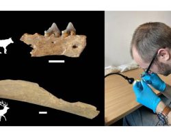 Homo sapiens-ի հնագույն մնացորդներ՝ Գերմանիայում