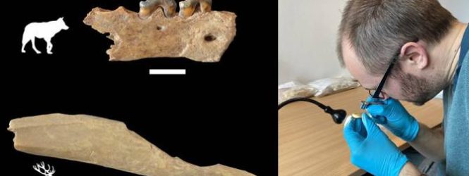 Homo sapiens-ի հնագույն մնացորդներ՝ Գերմանիայում