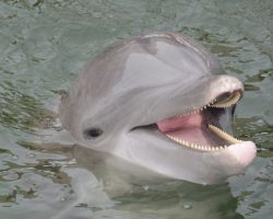 Օվկիանոսում մարդու գործունեությունը կործանարար հետևանքներ ունի ծովային կաթնասունների համար