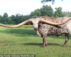 Տեխասյան երկարեղջյուր եզը Գինեսի ռեկորդ է սահմանել