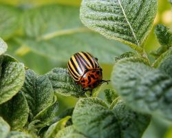 Հոլանդացի գիտնականները բզեզի նոր տեսակն անվանել են The Beatles խմբի պատվին: