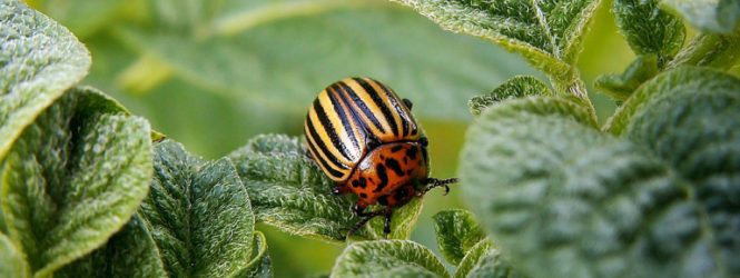 Հոլանդացի գիտնականները բզեզի նոր տեսակն անվանել են The Beatles խմբի պատվին: