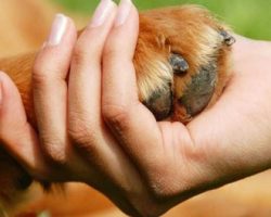 Այսօր կենդանիների պաշտպանության համաշխարհային օրն է