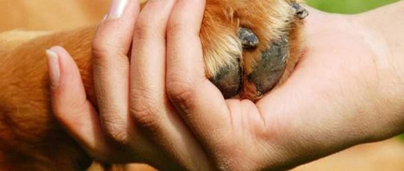 Այսօր կենդանիների պաշտպանության համաշխարհային օրն է