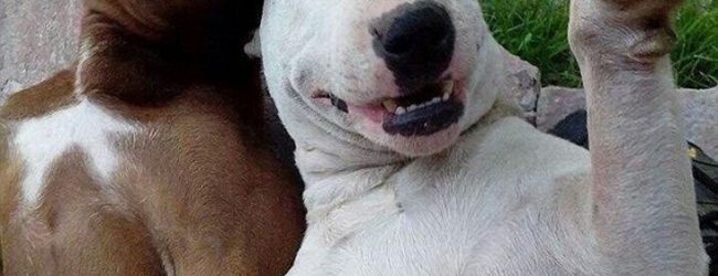 Յուրահատուկ և անմոռանալի՝ 2016-ի Selfie-ները