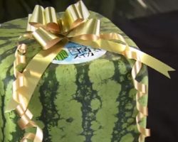 Ձմերուկ՝ քառակուսի, քաղցր և հյութալի