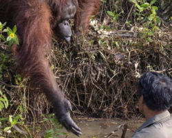 Օրանգուտանն օգնության ձեռք է մեկնել օձերով  լի գետում հայտնված տղամարդուն