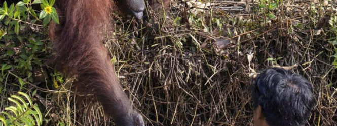 Օրանգուտանն օգնության ձեռք է մեկնել օձերով  լի գետում հայտնված տղամարդուն