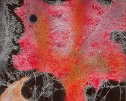 Գյումրեցի արվեստագետը Կաննում արժանացել է մրցանակի