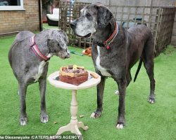 Աշխարհի ամենաբարձրահասակ շունը ևս մի ռեկորդ է սահմանել՝ ճանաչվելով աշխարհում ամենատարեց գերմանական դոգը