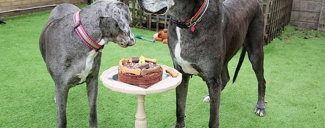 Աշխարհի ամենաբարձրահասակ շունը ևս մի ռեկորդ է սահմանել՝ ճանաչվելով աշխարհում ամենատարեց գերմանական դոգը