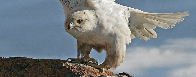 Սպիտակ բազեի համար վճարվել է 465 350 դոլար