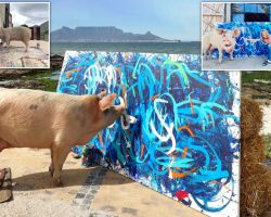 Խոզի ստեղծած կտավը՝ ավելի քան 26 000 դոլար