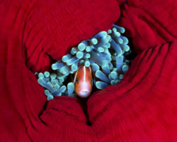 Մրցանակակիր լուսանկարներ, որոնք կստիպեն սիրահարվել մայր բնությանը