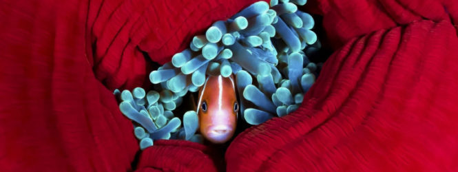 Մրցանակակիր լուսանկարներ, որոնք կստիպեն սիրահարվել մայր բնությանը