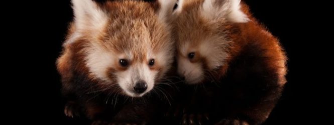 National Geographic-ը ներկայացրել է այն կենդանիների լուսանկարները, որոնք կարող են վերանալ Երկրի երեսից :