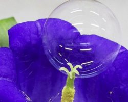 Ճապոնիայում գիտնականները ծաղիկներն օճառային պղպջակներով փոշոտելու տեխնոլոգիա են մշակել։