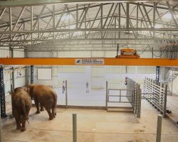 Հնդկաստանում բացվել է փղերի հիվանդանոց