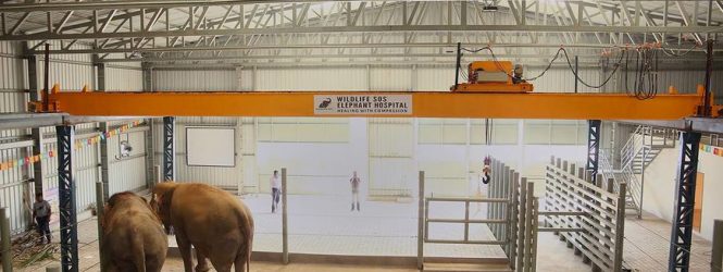 Հնդկաստանում բացվել է փղերի հիվանդանոց