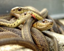 Օձերի համաշխարհային օրն է