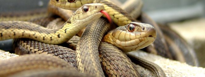 Օձերի համաշխարհային օրն է