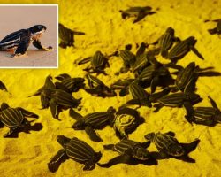 Հայտնաբերվել եմ կրիաների հազվադեպ տեսակներ։