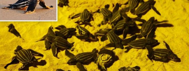 Հայտնաբերվել եմ կրիաների հազվադեպ տեսակներ։