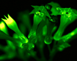 ՌԴ գիտնականները մթության մեջ լուսարձակող բույսեր են ստեղծել։