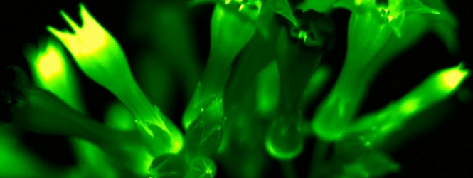 ՌԴ գիտնականները մթության մեջ լուսարձակող բույսեր են ստեղծել։