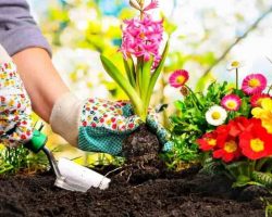 Այգեգործություն և նկարչություն․ հոգեկանի վրա ազդող դրական գործոններ