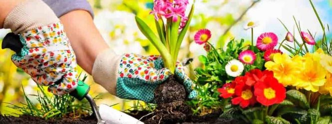 Այգեգործություն և նկարչություն․ հոգեկանի վրա ազդող դրական գործոններ