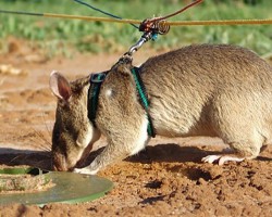 «Հերոս» առնետները