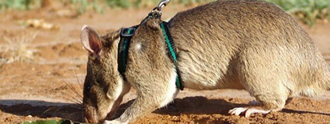 «Հերոս» առնետները