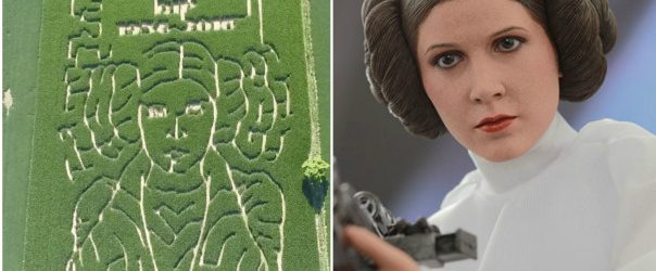 Եգիպտացորենի դաշտում հայտնվել է արքայադուստր Լեայի պատկերը