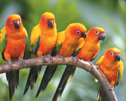 Թութակների  մասին