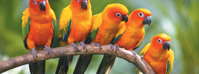 Թութակների  մասին