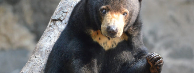 Բրիտանացի գիտնականները «բարդ հույզեր» կրկնօրինակող նոր կենդանու են բացահայտել