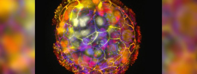 Փոքրիկ ռոբոտներ՝ մարդու բջիջներից