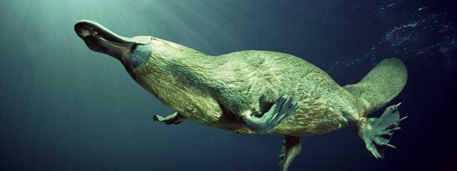 Չինաստանում հնԷաբանները հայտնաբերել են 250 մլն տարի առաջ ապրած վիթխարի «բադակտուցի» մնացորդներ