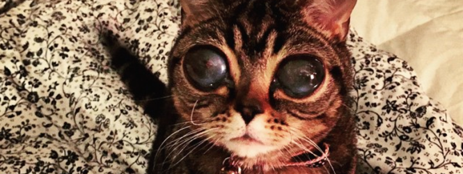 Կատուն  Instagram-ում