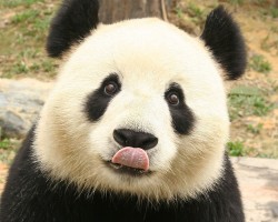 Պանդայի  գործողությունից  հետո