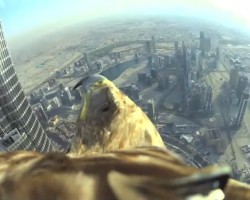 Արծվի ռեկորդը