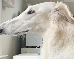 Արտասովոր երկար դունչ ունեցող շունը համացանցի աստղ է դարձել