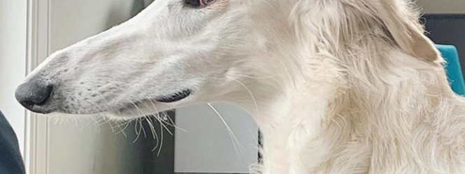 Արտասովոր երկար դունչ ունեցող շունը համացանցի աստղ է դարձել