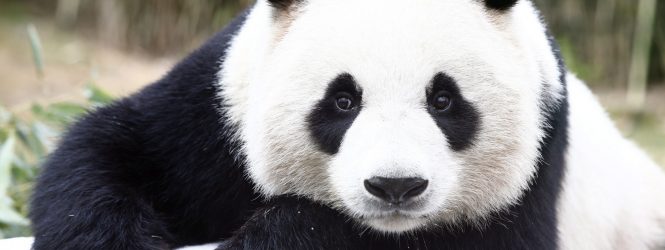 Աշխարհի ամենածեր պանդան սատկել է