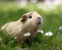 Ծովախոզուկները