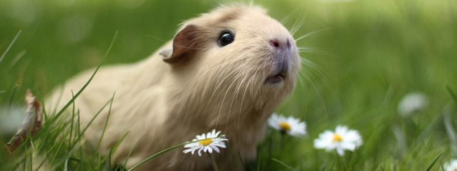 Ծովախոզուկները